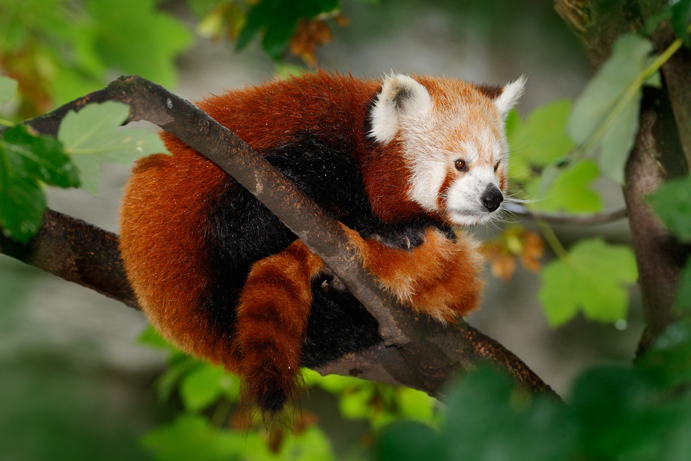 Beautiful Red panda lying on the tree with green leaves, in the nature ...