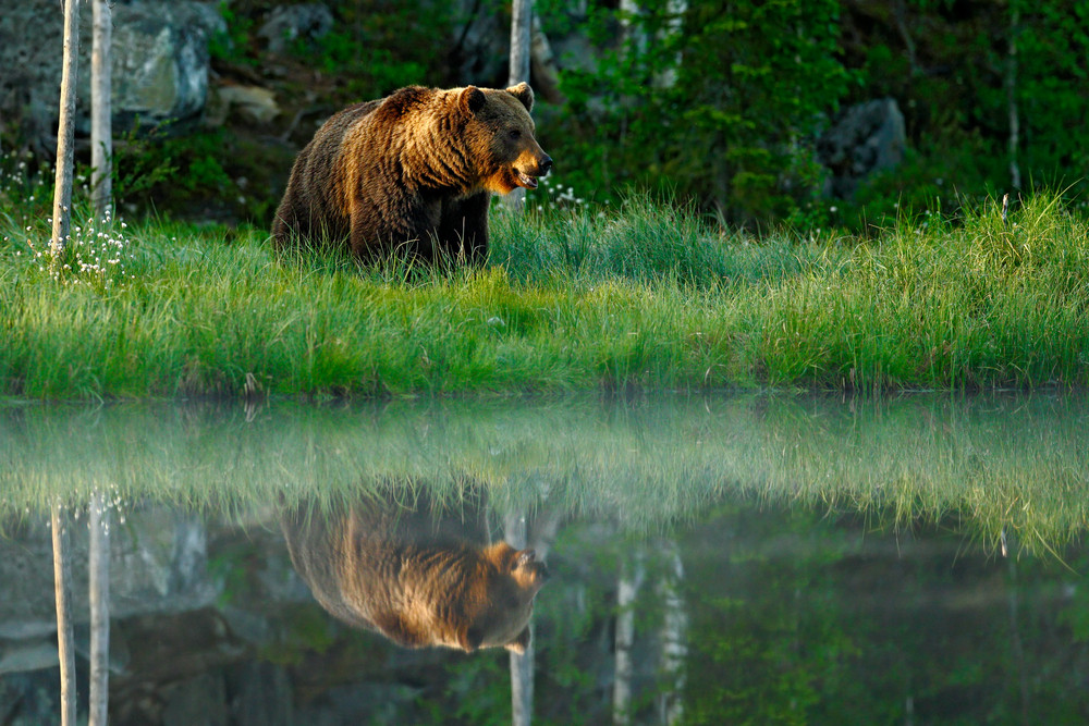Big brown bear walking around lake in the morning sun. Dangerous animal in the forest. Wildlife scene from Europe. Brown bird in the nature habitat with water, Finland. Bear with reflection in water.