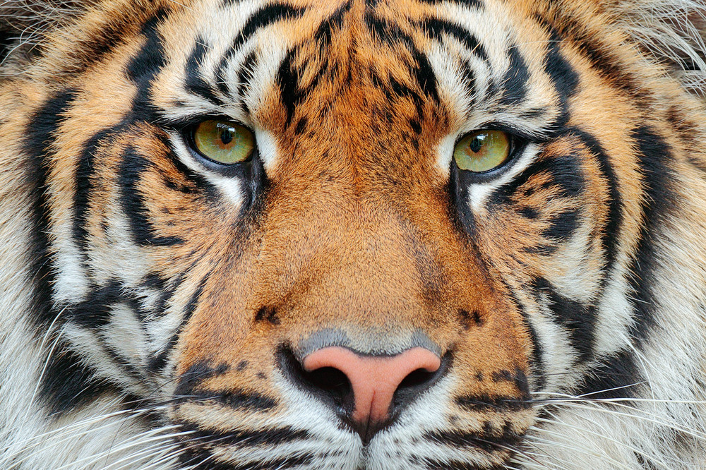 Close-up detail portrait of tiger. Sumatran tiger, Panthera tigris sumatrae, rare tiger subspecies that inhabits the Indonesian island of Sumatra. Beautiful face portrait of tiger. Striped fur coat.