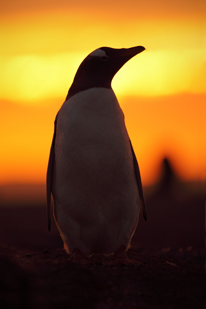 Evening penguin scene in the orange sunset. Beautiful gentoo penguin with sun light. Penguin with evening light. Open penguin bill. Young with adult. Penguins in the nature. Antarctica