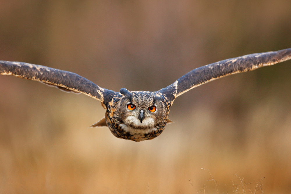 Flying bird with open wings in grass meadow, face to face detail attack fly portrait, orange forest in the background, Eurasian Eagle Owl, Bubo bubo, animal with big eyes, nature habitat, Sweden.