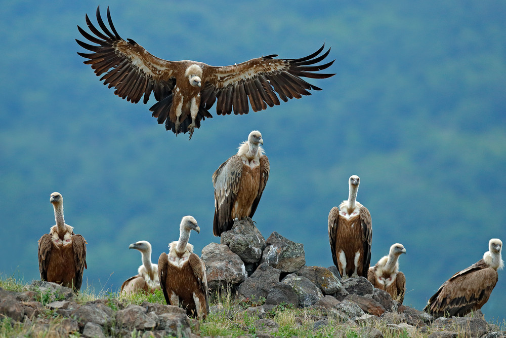 Griffon Vulture, Gyps fulvus, big birds of prey sitting on stone, rock ...