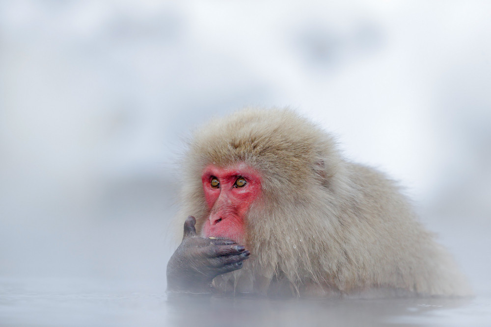 Monkey Japanese macaque, Macaca fuscata, red face portrait in the cold water with fog and snow, hand in front of muzzle, animal in the nature habitat, Hokkaido, Japan