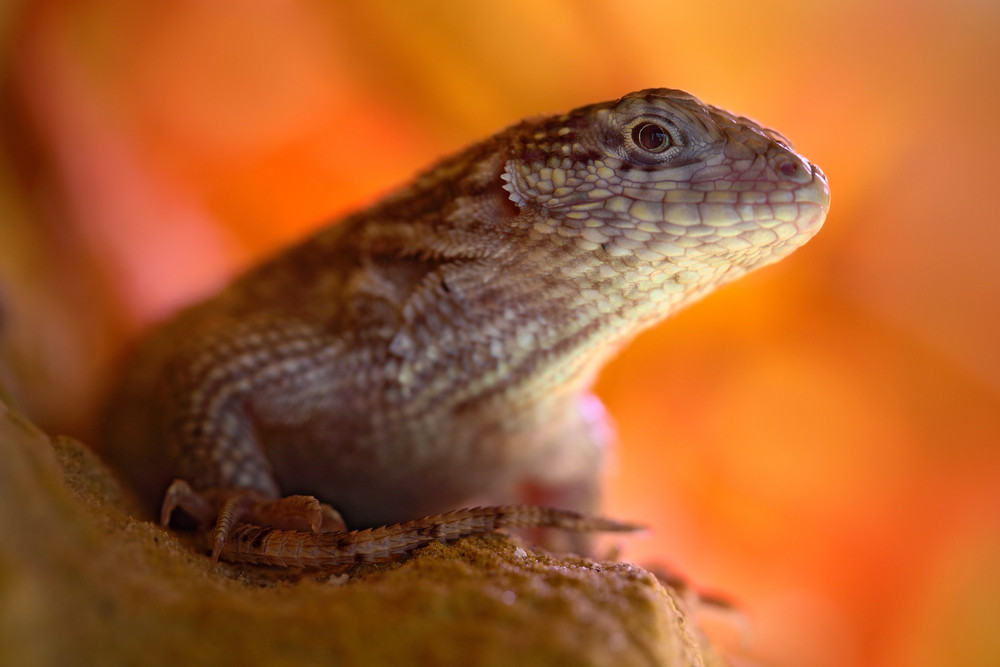 Northern Curly-tailed Lizard, Leiocephalus carinatus, detail eye portrait of exotic animal with orange clear background, this species is found on Cuba, the Cayman Islands, the Bahamas