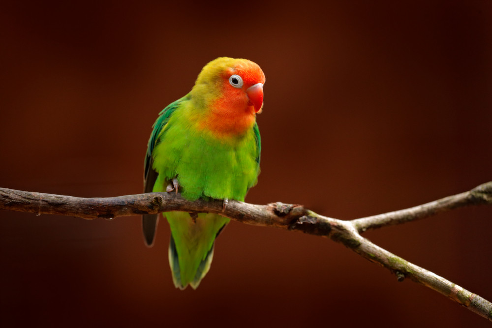 Nyasa Lovebird or Lilian\'s lovebird, Agapornis lilianae, green exotic bird sitting on the tree, Namibia, Africa. Beautiful parrot in the nature habitat. Brown clear background. Bird in wild nature.