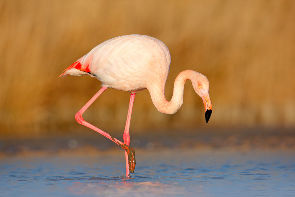 Pink big bird Greater Flamingo, Phoenicopterus ruber, in the water, Camargue, France. Flamingo cleaning plumage. Wildlife animal scene from nature. Flamingo in nature habitat. Beautiful water bird.