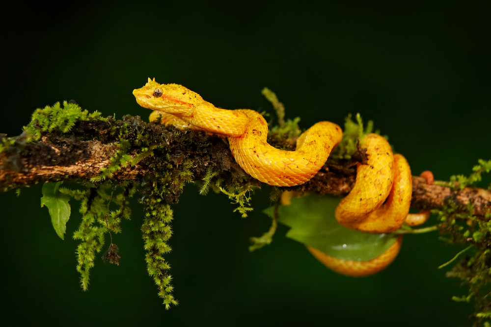 Poison viper snake from Costa Rica. Yellow Eyelash Palm Pitviper ...