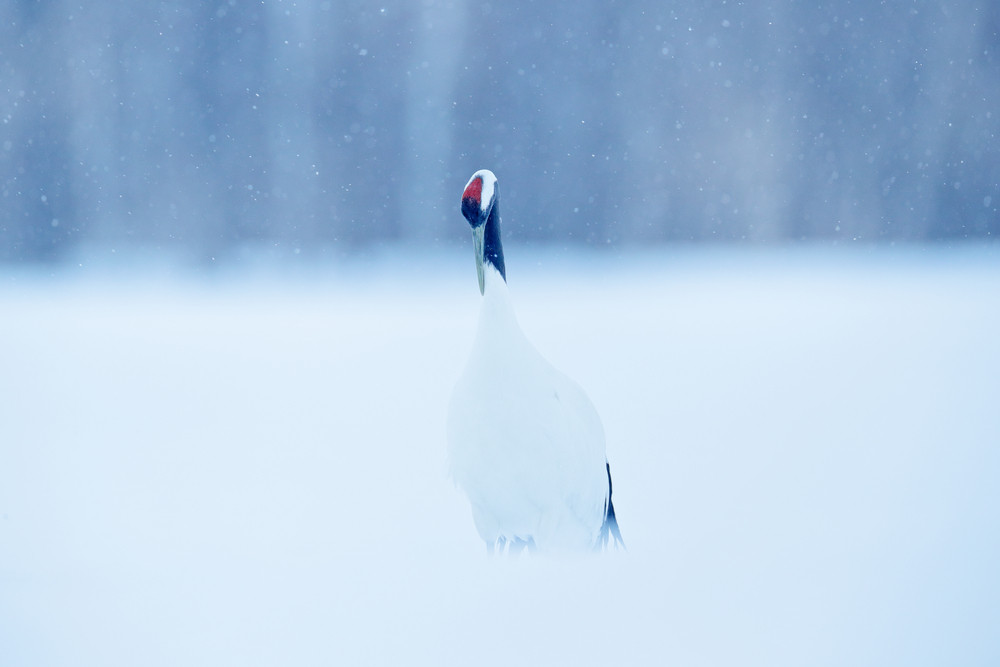 Red-crowned crane, Grus japonensis, walking white with snow storm, winter scene, Hokkaido, Japan. Beautiful bird in the nature habitat. Wildlife scene from nature. Crane with snow in the cold forest.