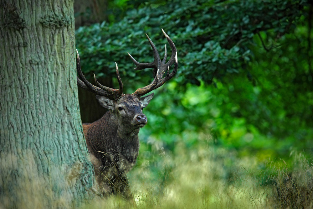 Red deer stag, bellow majestic powerful adult animal outside autumn forest, hidden in the trees, big animal in the nature forest habitat, England