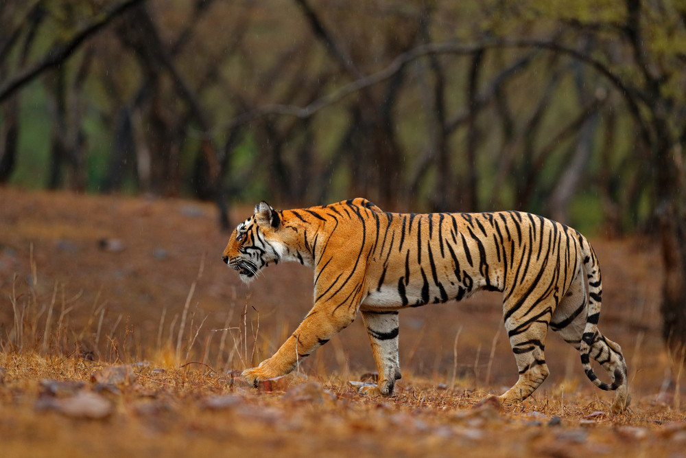 Tiger walking on the gravel road. Indian tiger female with first rain, wild animal in the nature habitat, Ranthambore, India. Big cat, endangered animal. End of dry season, beginning monsoon.