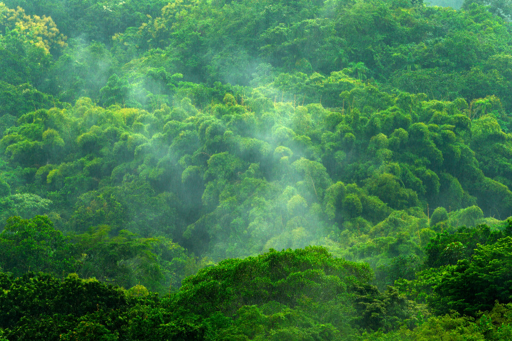 Tropic forest during rainy day. Green jungle landscape with rain and ...