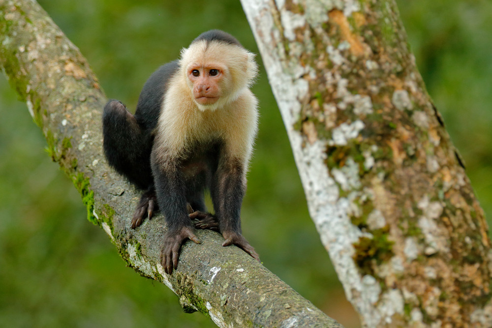 White Headed Capuchin Black Monkey Sitting On The Tree Branch In