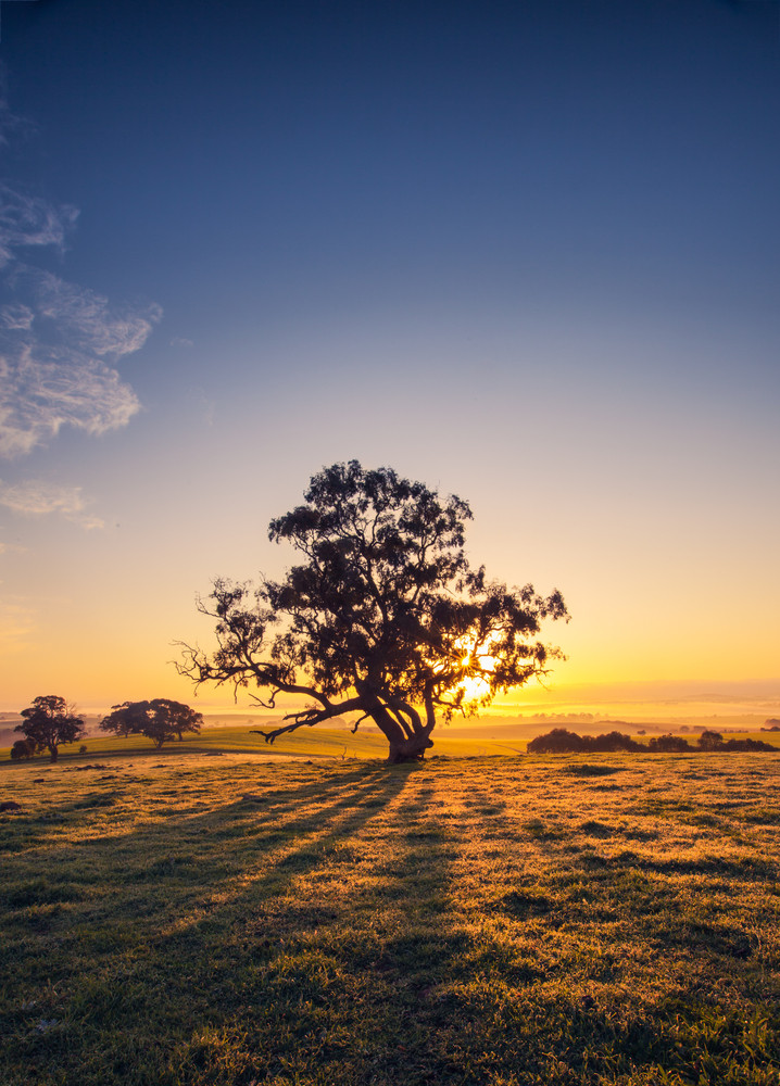 Sun rises behind a tree in the Clare Valley, South Australia
