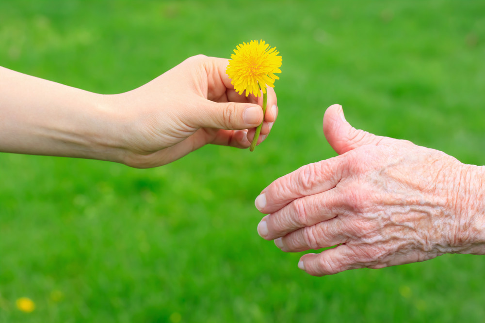 Young hand giving a dandelion to senior\'s hand over green background