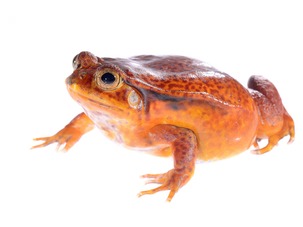 The false tomato frog Dyscophus guineti isolated on white Royalty-Free