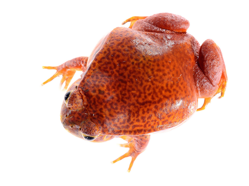 The false tomato frog Dyscophus guineti isolated on white Royalty-Free