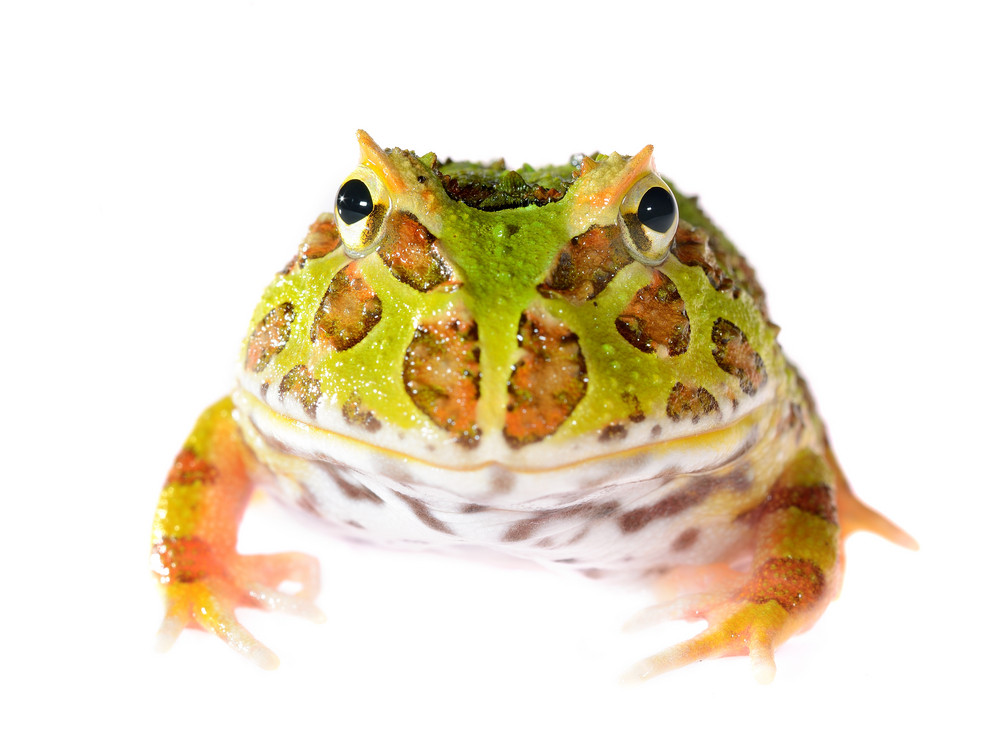 Ornate Horned Frog Ceratophrys ornata isolated on white Royalty-Free ...