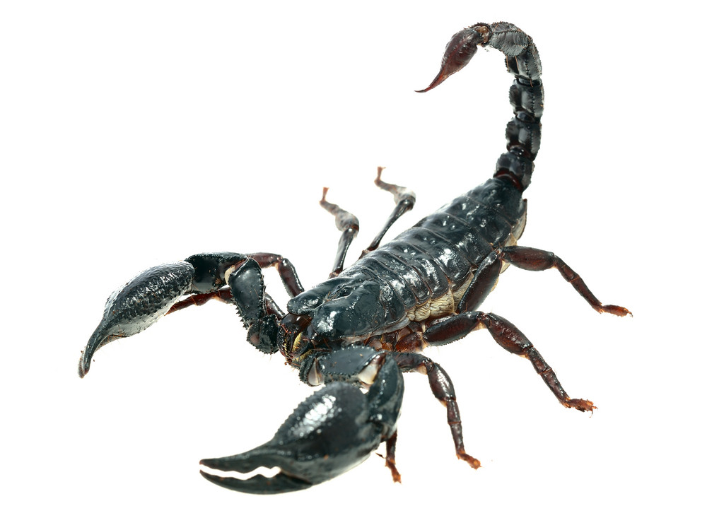 Large black scorpion Heterometrus laoticus isolated Royalty-Free Stock ...