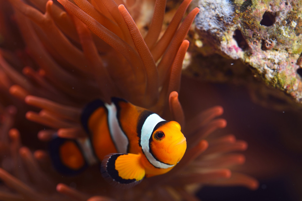 Amphiprion Ocellaris Clownfish In Marine Aquarium Royalty-Free Stock ...