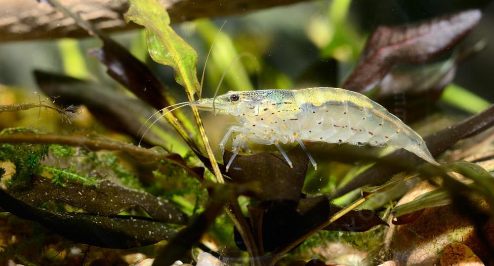 Exotic freshwater shrimp in aquarium Royalty-Free Stock Image ...