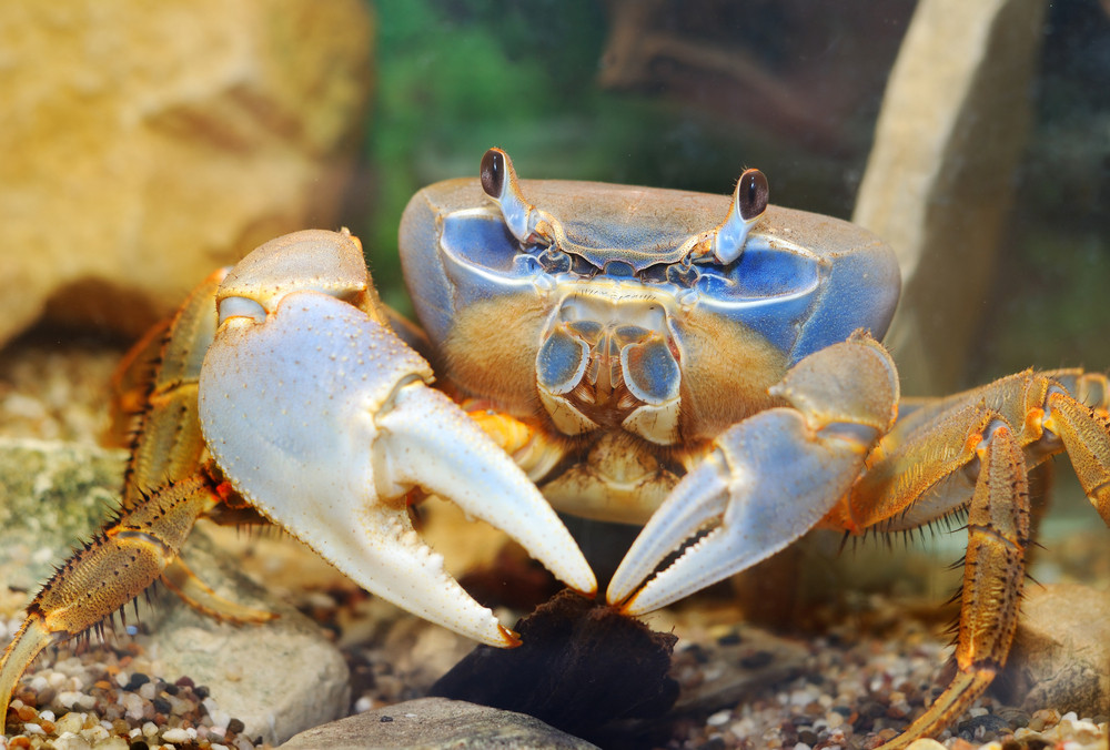 Rainbow crab Cardisoma armatum closeup in an aquarium Royalty-Free ...