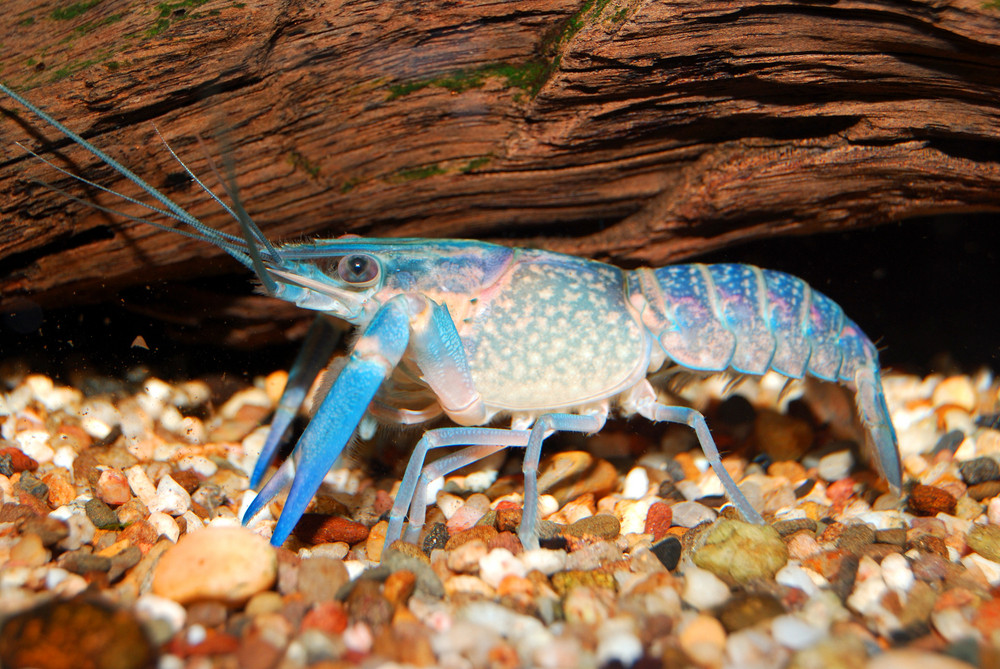 Colorful Australian blue crayfish - cherax quadricarinatus in aquarium ...