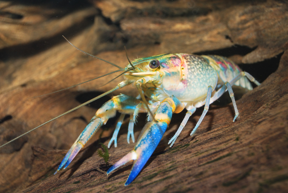 Colorful Australian blue crayfish - cherax quadricarinatus in aquarium ...