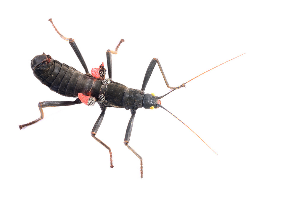 Black stick insect Peruphasma schultei isolated Royalty-Free Stock ...