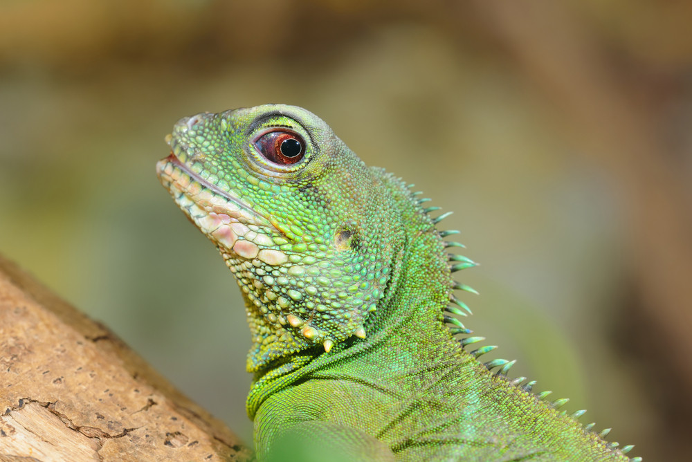 Asian water dragon (Physignathus cocincinus) in natural environment ...