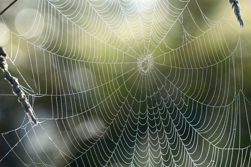 Beautiful Spider Web With Water Drops Close-up Royalty-Free Stock Image ...