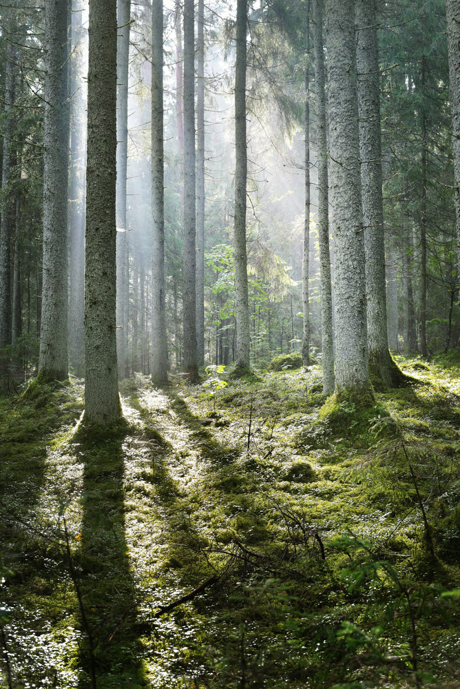 Sun Rays In A Fog In The Forest. Latvia Royalty-Free Stock Image ...