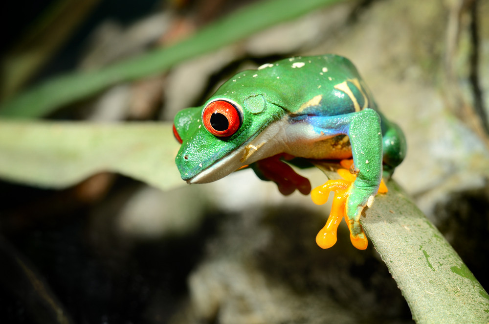 Red-eye Tree Frog Agalychnis Callidryas In Terrarium Royalty-Free Stock ...