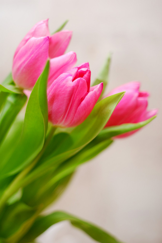 Tulips Flowers Royalty-Free Stock Image - Storyblocks