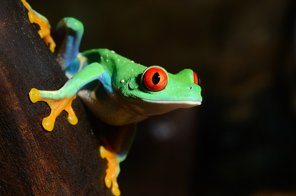 Red-eye Frog Agalychnis Callidryas In Terrarium Royalty-Free Stock ...