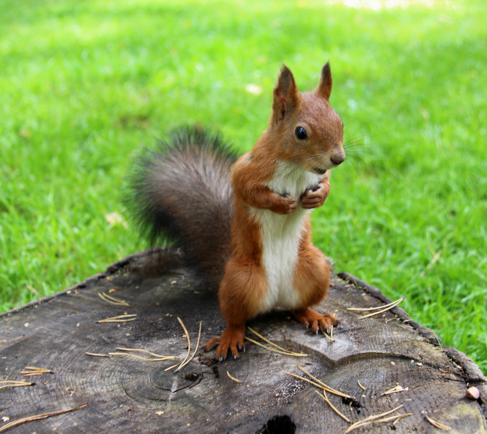 Common forest squirrel in the forest park Royalty-Free Stock Image ...