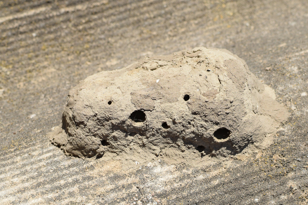 Nests of clay belonging wasp Clay camera in the nest and store food for ...