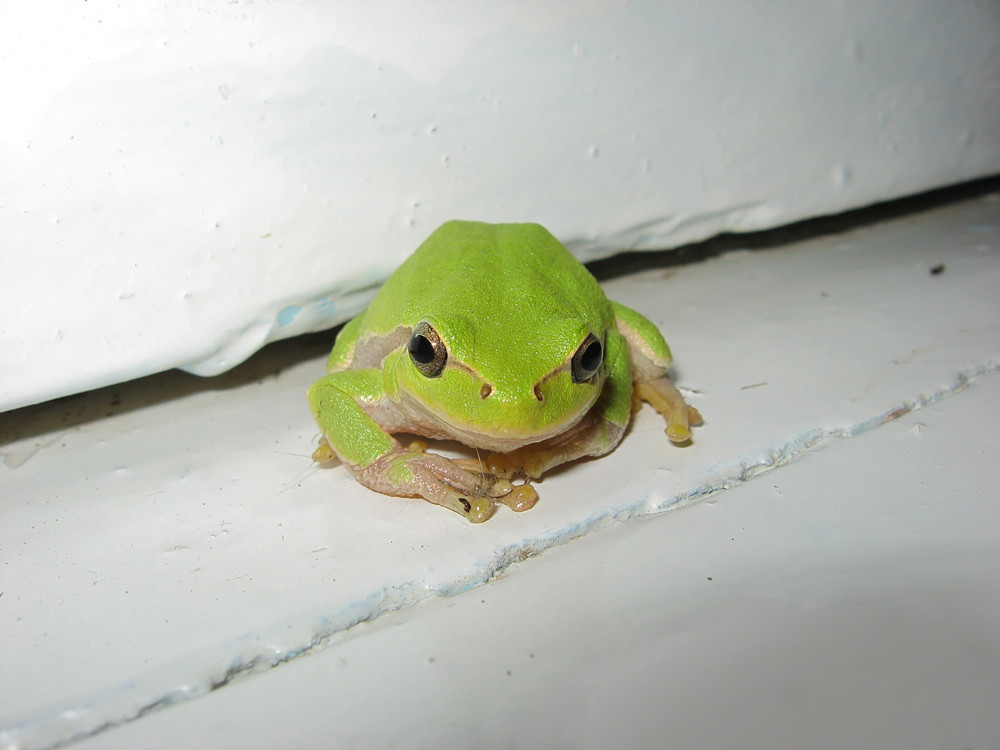 Green tree frog Frog on the window sill Royalty-Free Stock Image ...