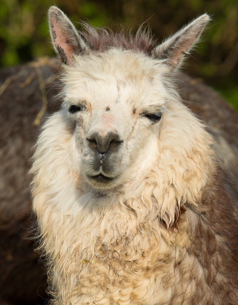 Alpaca animal in portrait with hairy neck and ears Royalty-Free Stock ...