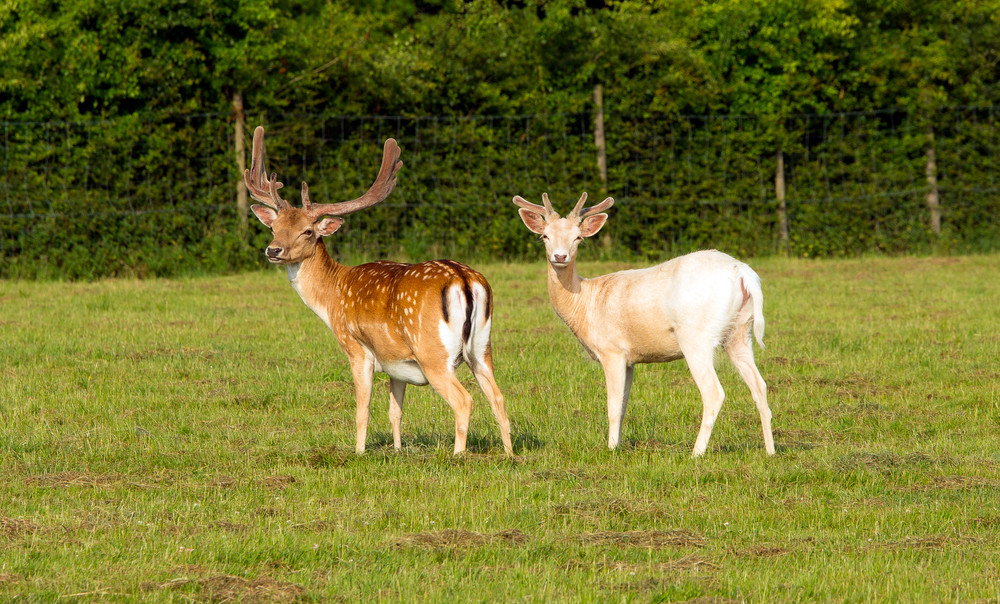 White albino and red deer in the New Forest Hampshire England uk ...