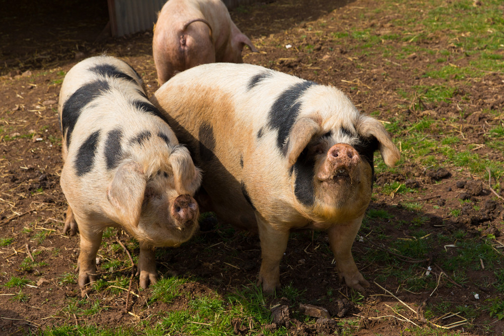 Two black and white pigs with spots in a field Royalty-Free Stock Image ...