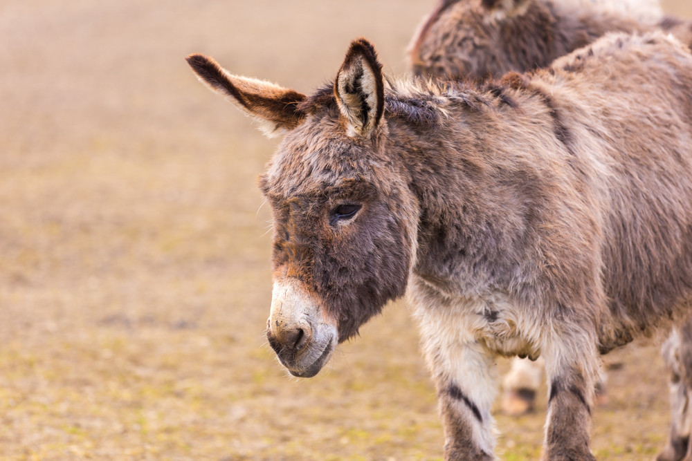 Donkey (Equus asinus) Royalty-Free Stock Image - Storyblocks