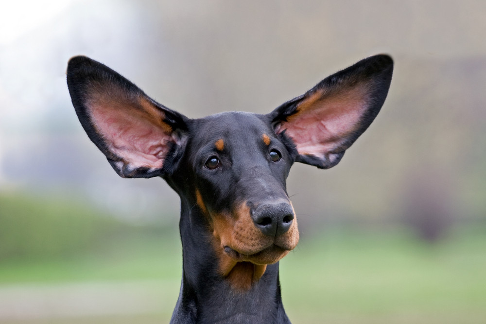 Black dog flying ears Royalty-Free Stock Image - Storyblocks