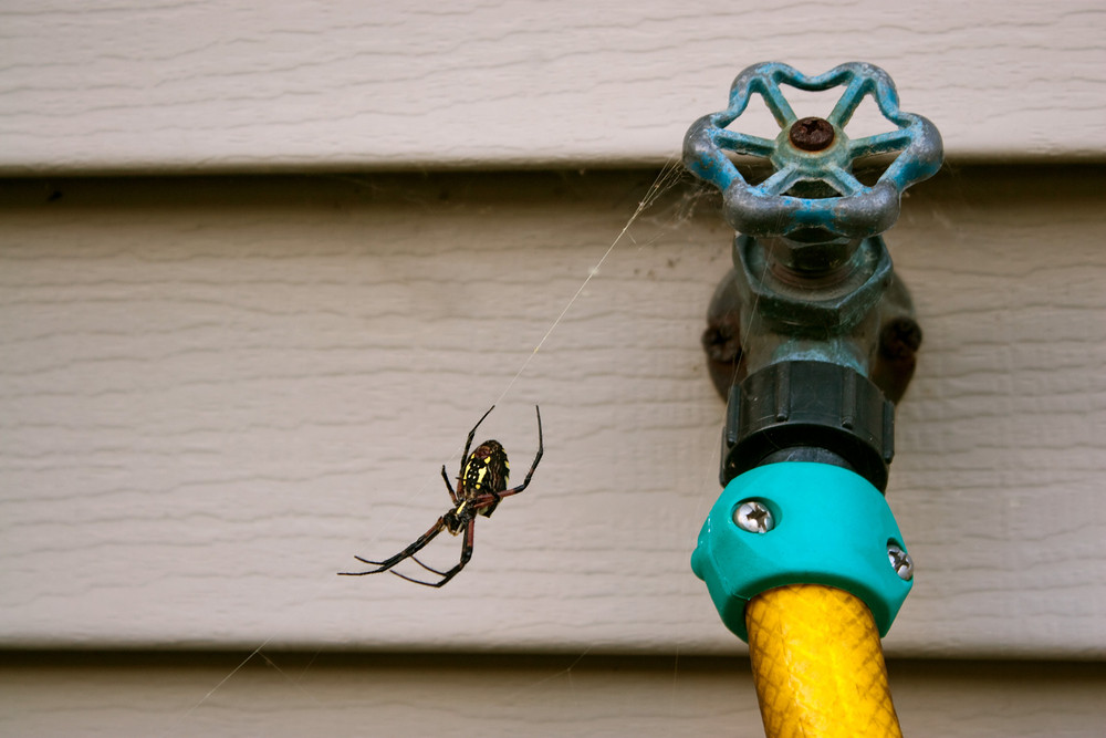 Black And Yellow Orb Weaver Spider Royalty Free Stock Image