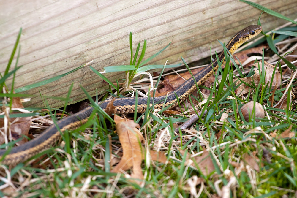 A black and yellow North American Garter snake slithering through the ...