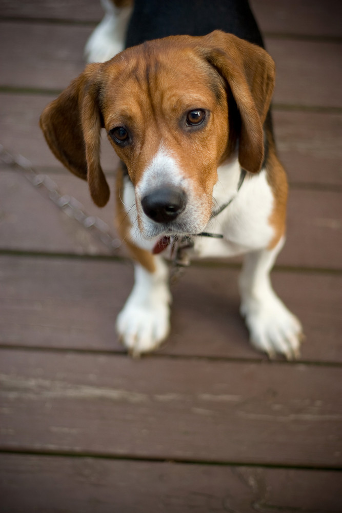 A cute beagle puppy with a curious look on his face.