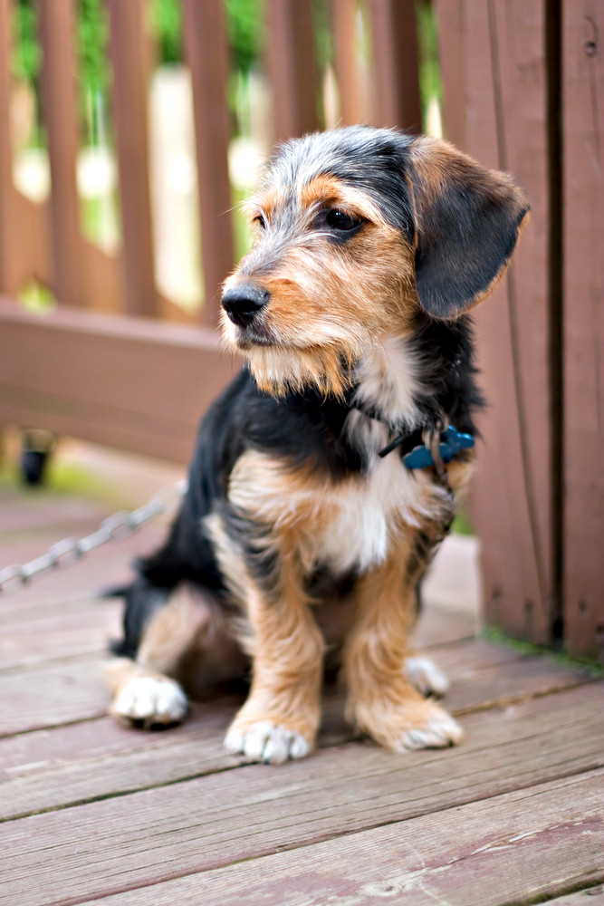 A cute mixed breed puppy laying on the deck. The dog is half beagle and half yorkshire terrier. Shallow depth of field.