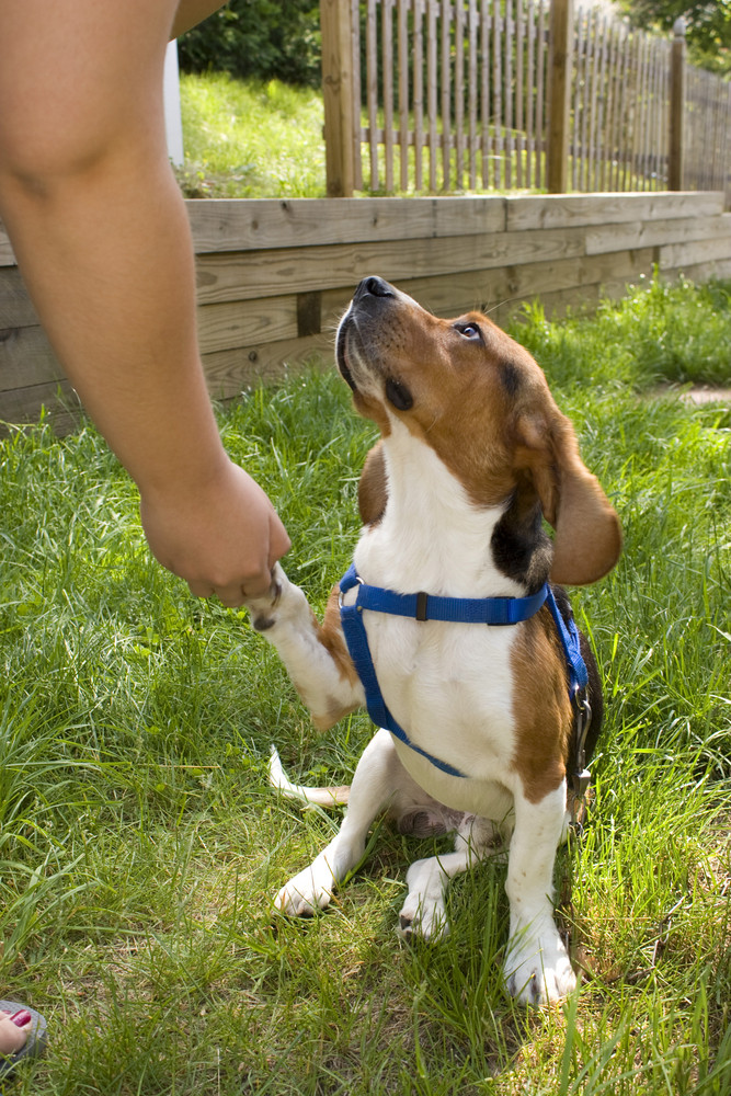 A cute young beagle puppy giving his paw to his owner.