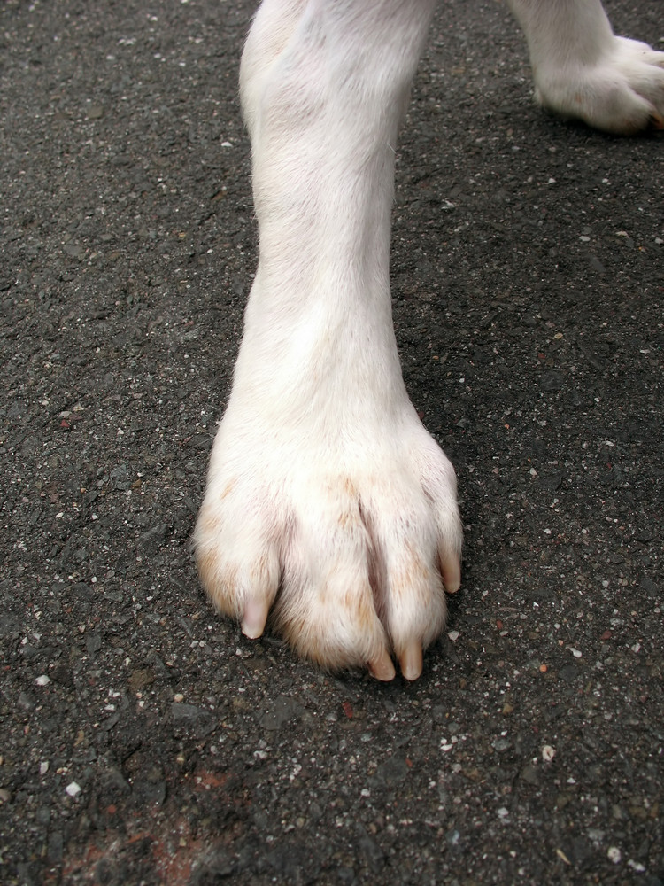 A dogs white paw standing on the asphalt.