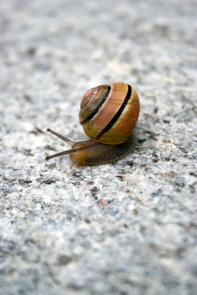 A lone sea snail moving along on a rock.
