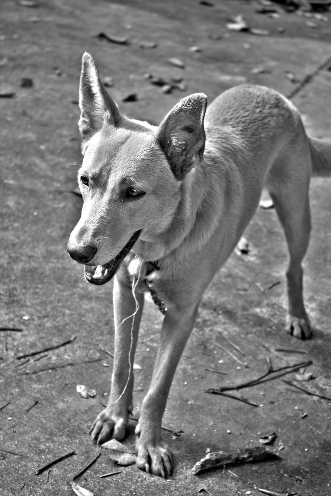 A mixed breed mutt dog in black and white high dynamic range.